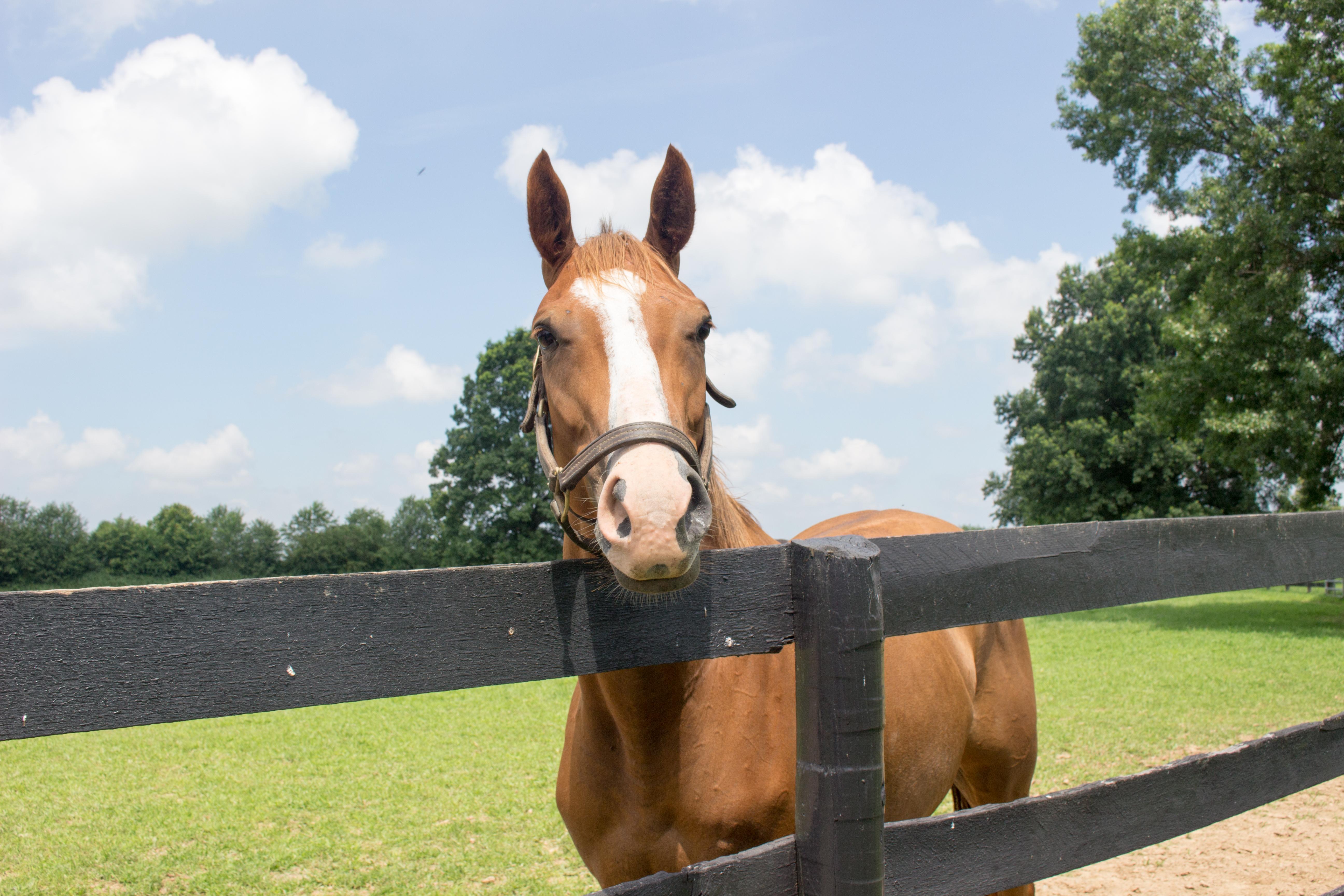 A retired racehorse at Second Stride